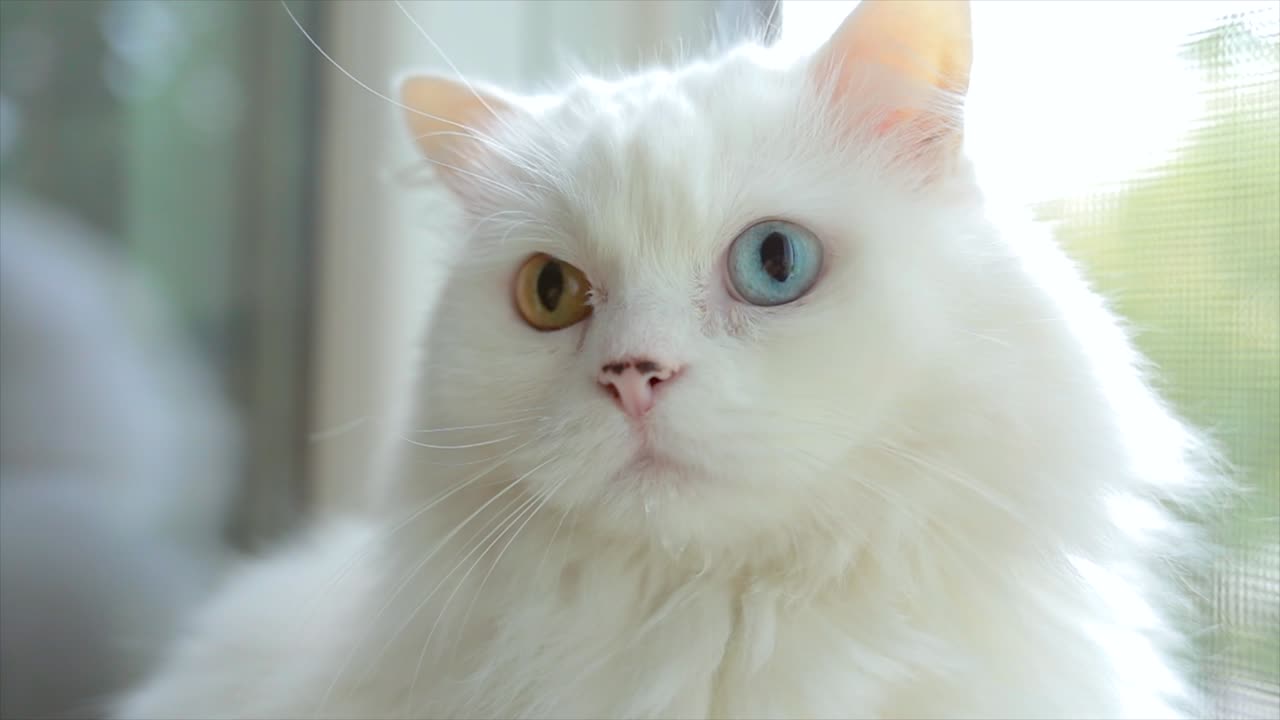 完全に虹彩異色症のイエネコ。窓辺に座るオッドアイの白い猫