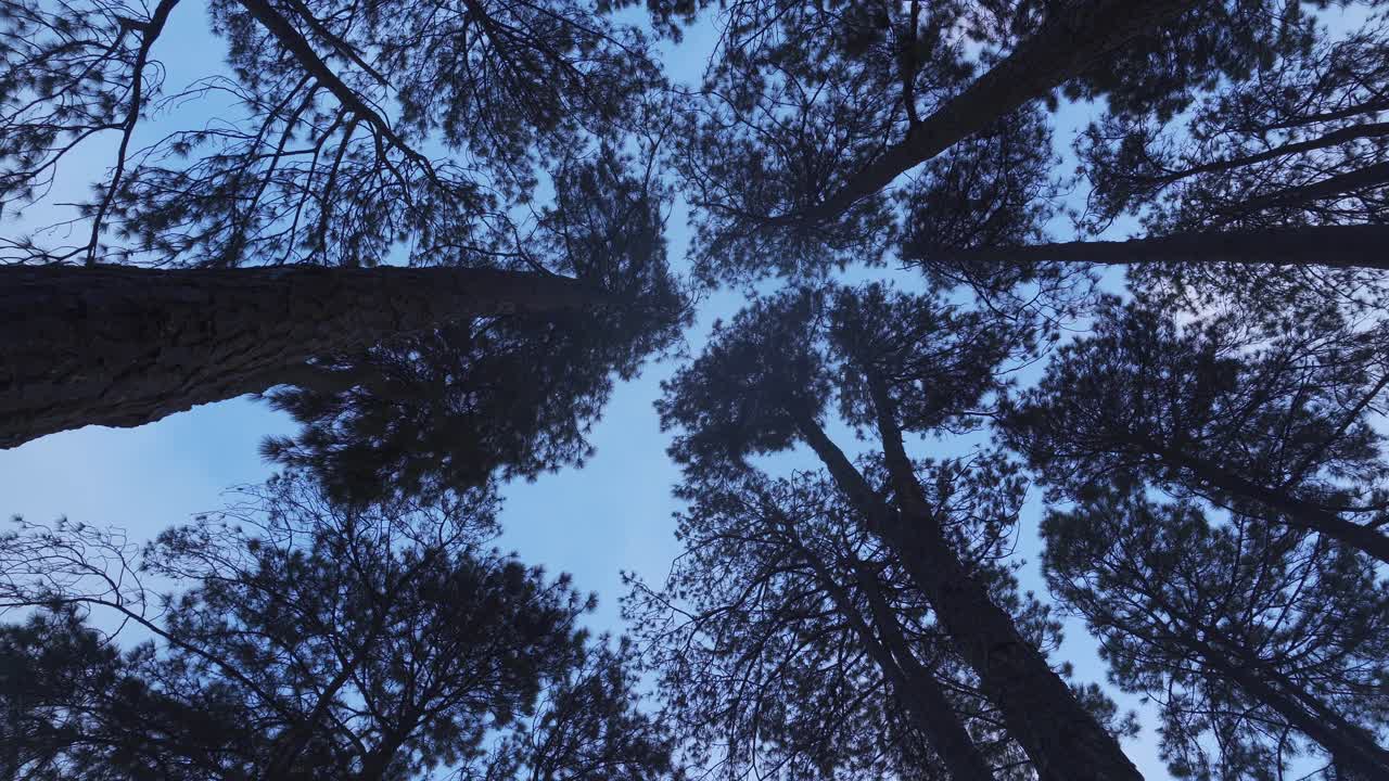 upshot of swaying pine trees and flying bird in Mairiporã, São Paulo, Brazil