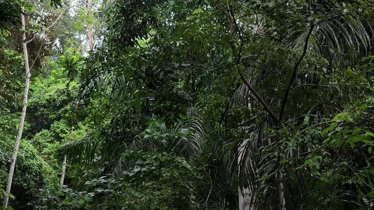 Panamanian White Faced Capuchin monkey jumping and climbing lush trees, Slow motion shot