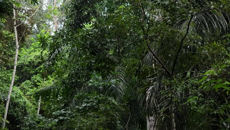 mono capuchino panameño de cara blanca saltando y trepando árboles exuberantes, tiro a cámara lenta