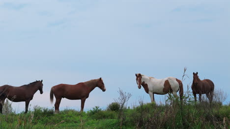 group of free horses standing on grassy hill at sunset, inspiring rural scene