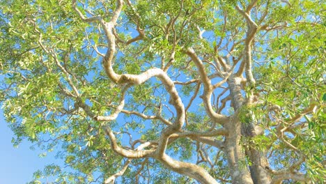 Bottom-up-view-of-Twisted-Branches-of-Mangrove-Tree,-Ecology-concept,-pan