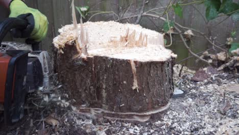 Tree surgeon working with chainsaw for a tree stump removal