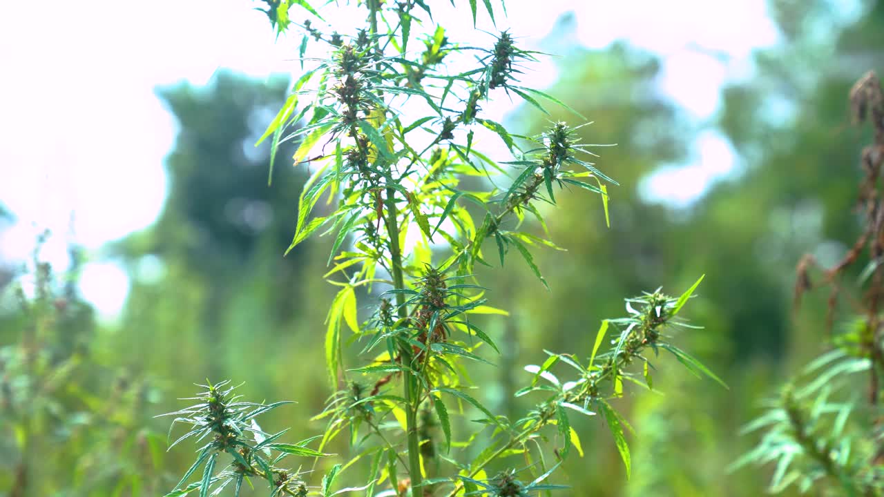 한 마리의 대마초가 야생 농장에서 빛을 흡수합니다.