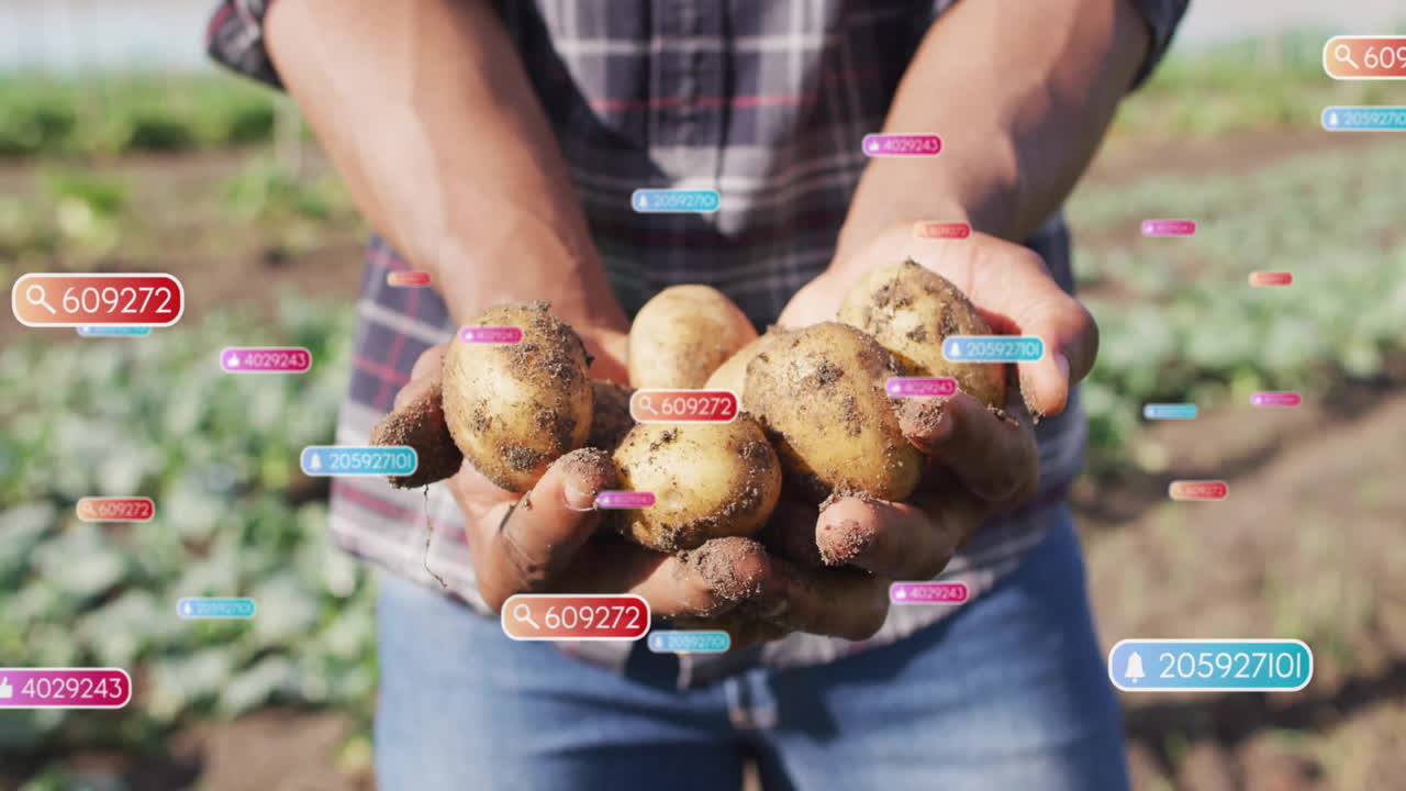 male farmer showcasing fresh potatoes in agricultural field, with floating data overlays and icons