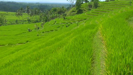 Una-Brisa-Sopla-Sobre-Una-Exuberante-Colina-Verde-En-Terrazas-En-Una-Granja-De-Arroz