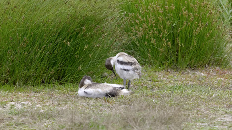 aves marinas que se alimentan en las marismas de la costa de lincolnshire, reino unido