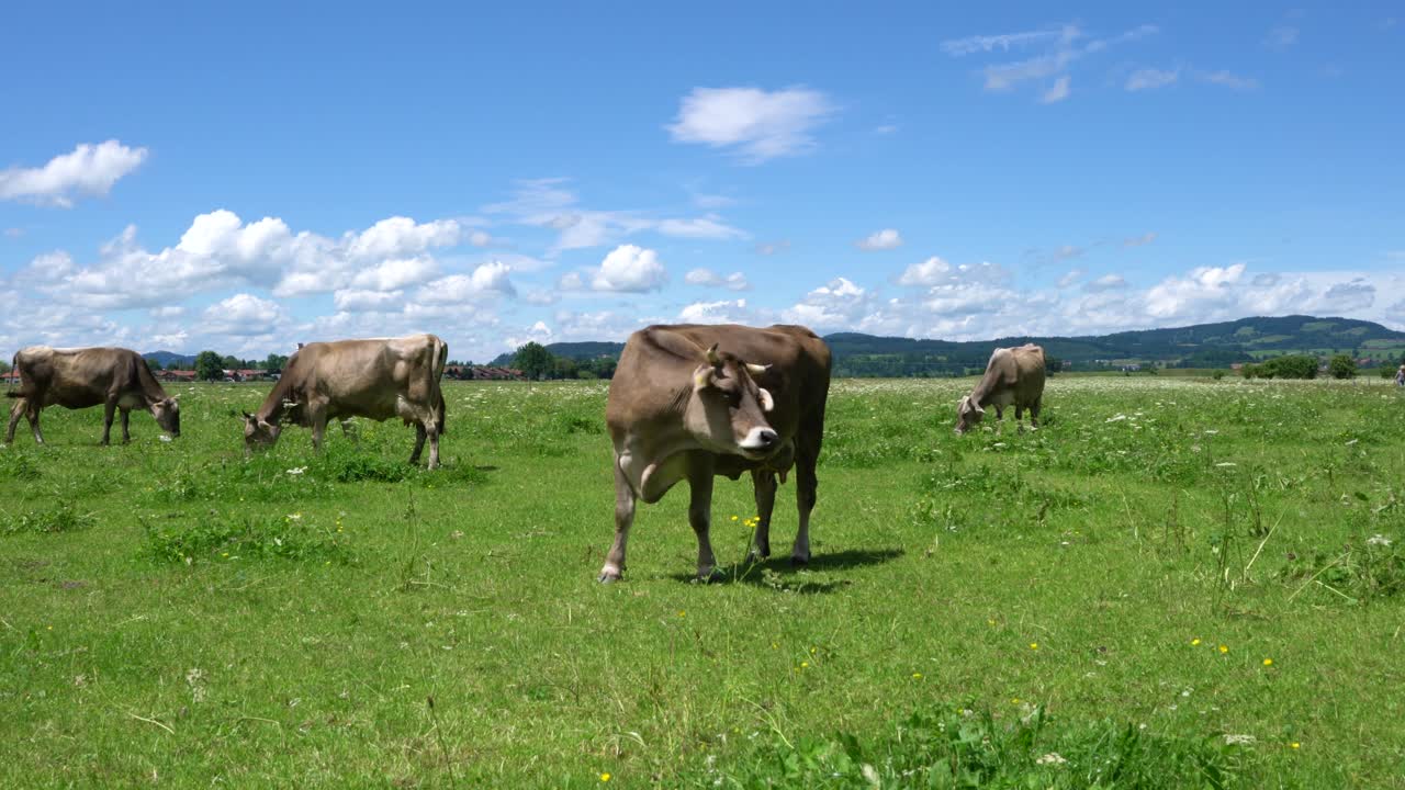 Pascolo di mucche sulle Alpi