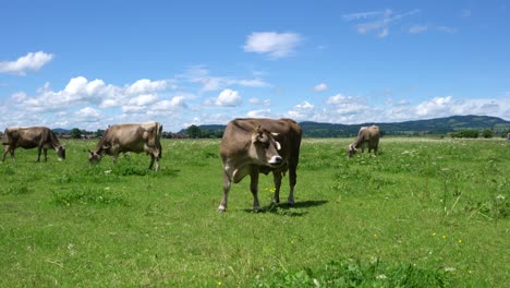 cow pasture on the alps