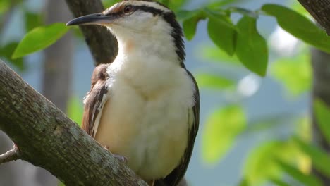 Bicoloured-Wren-perched-grooming-plumage-on-Colombia-woodland-tree-branch,-South-America