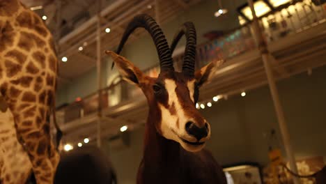 antelope exhibit with giraffe in background