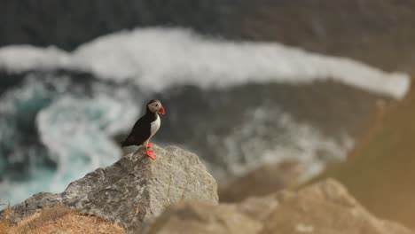 atlantic puffin (fratercula arctica), on the rock on the island of runde (norway).