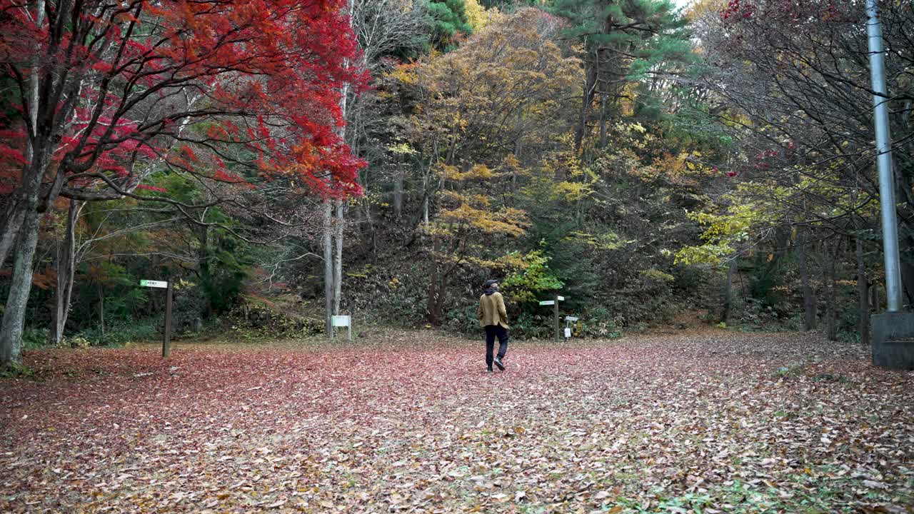 Man walking in a colorful forest during autumn season in Japan