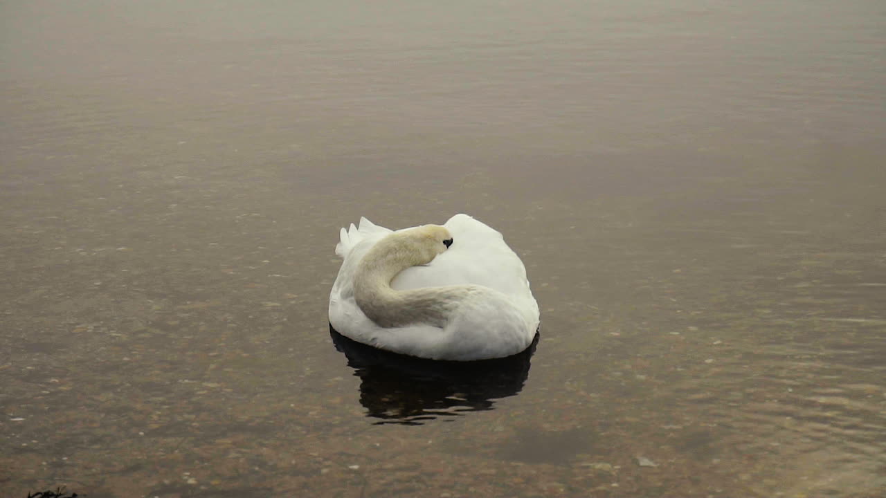 느린 동작으로 호수에서 잠자는 백조