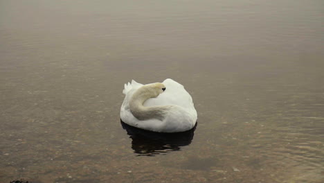 Schlafender-Schwan-Auf-Einem-See-In-Zeitlupe