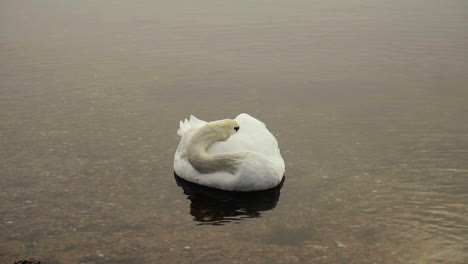 cisne dormido en un lago en cámara lenta