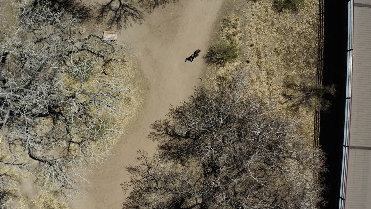벌거벗은 미루나무가 있는 모래 공원에서 애완견을 산책하는 사람