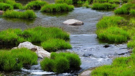 water flows calmly through rivers bubbling past grassy lump shrubs in water