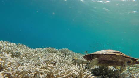 hawksbill sea turtle resting on coral reef in blue and pristine sea