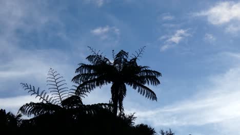 Helechos-Arborescentes-Recortados-Contra-El-Cielo-Vespertino-De-La-Hora-Dorada---Camp-Bay,-Marlborough-Sounds