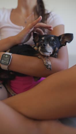 person petting a small chihuahua dog