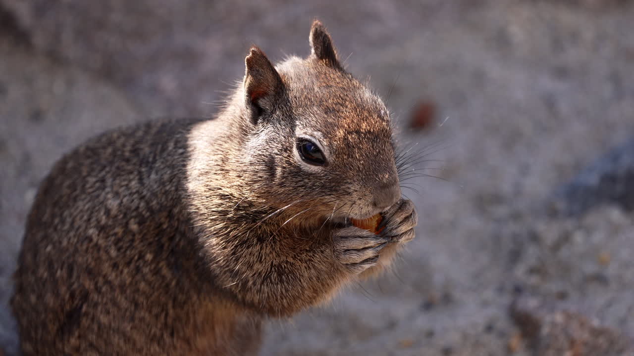 adorable ardilla de playa comiendo en una orilla rocosa durante el verano