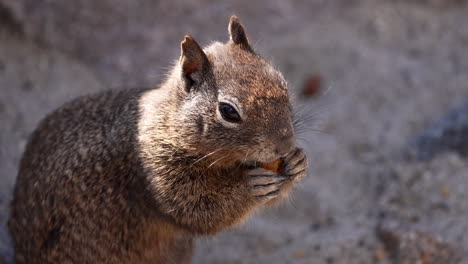 adorable beach squirrel eating on a rocky shore during summer