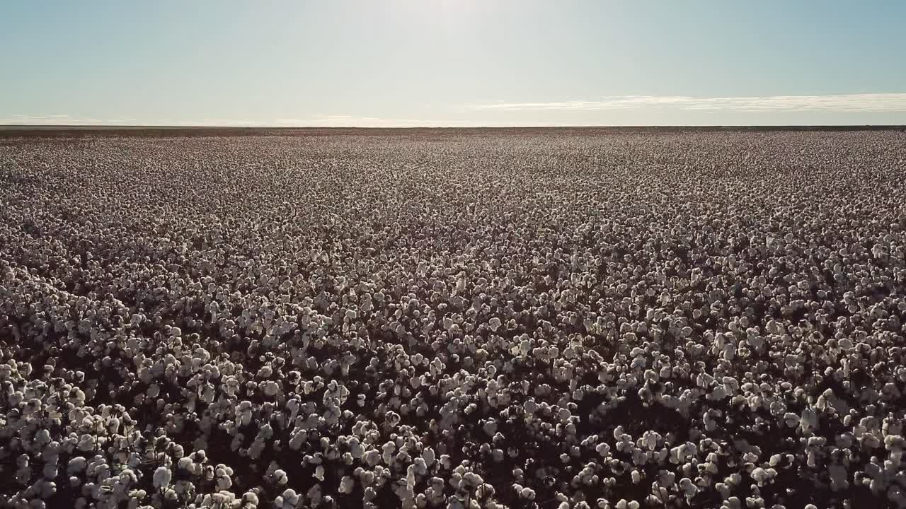 drone disparado volando bajo sobre un vasto campo de algodón durante la hora dorada