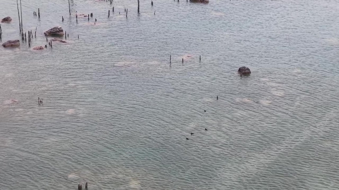 Aerial footage reveals weathered tree trunks and scattered rocks protruding from the shallow waters of Lake Huron.