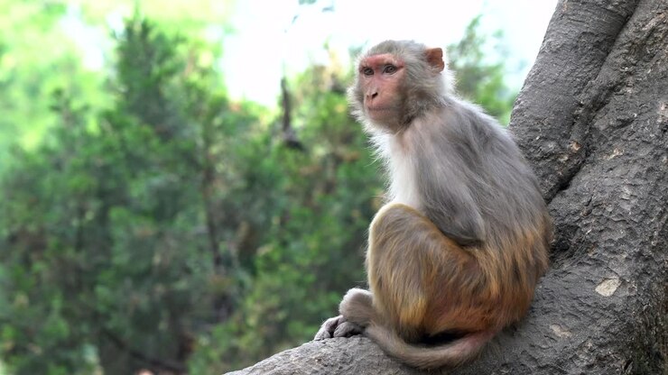 An alert macaque monkey sitting on a tree trunk in the jungle