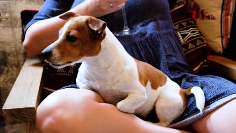 Family-dog-lying-comfortably-on-lap-of-its-owner