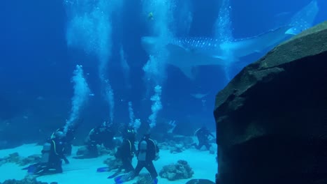 scuba divers swim underwater with a massive whale shark at the georgia aquarium in atlanta