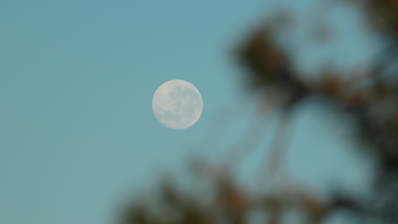 The moon remains visible in a vivid blue sky, framed by early sunlit leaves in the stillness of a Canberra morning