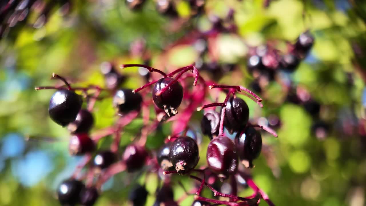 Close-up of dark purple elderberries on red stems amid green foliage, vibrant and fresh