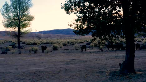 vacas en un campo al atardecer