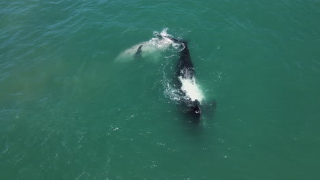 cría de ballena atigrada junto a la madre derecha del sur, hermanus, vista aérea