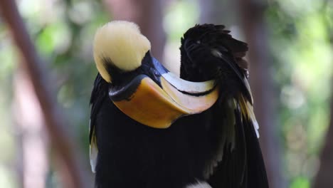 Great-Hornbill,-Buceros-bicornis