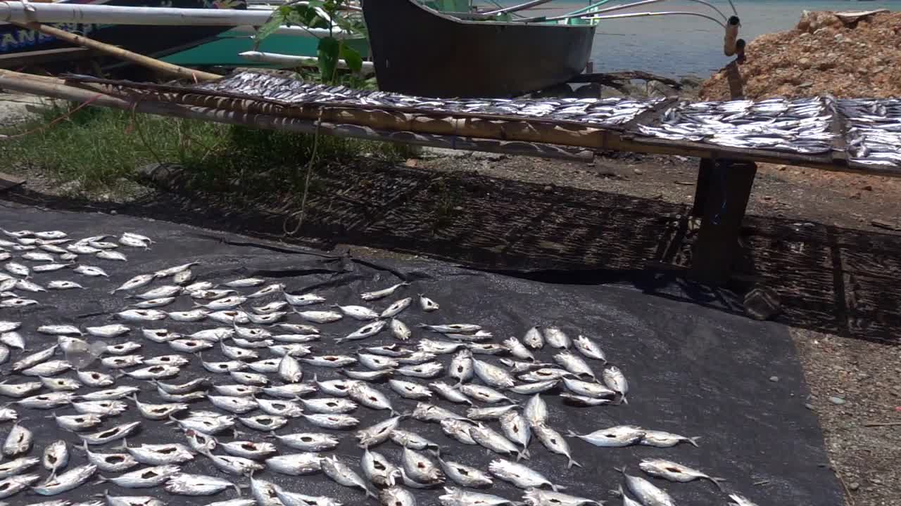 Fish Drying in the Sun at a Harbor with Pan Up Views of Fishing Boats in the Philippines.