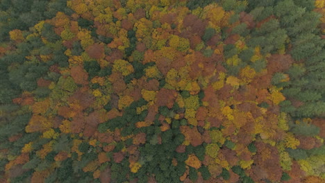 Bosque-Aéreo-De-Fondo-Colorido-En-Otoño