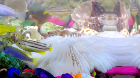 fishes in underwater in colorful aquarium