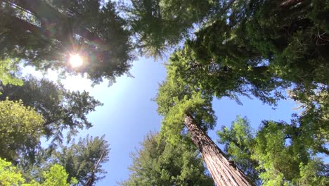 wide shot looking up at majestic redwood trees with blue sky and sun filtering through overhead with a slow counter-clockwise turn