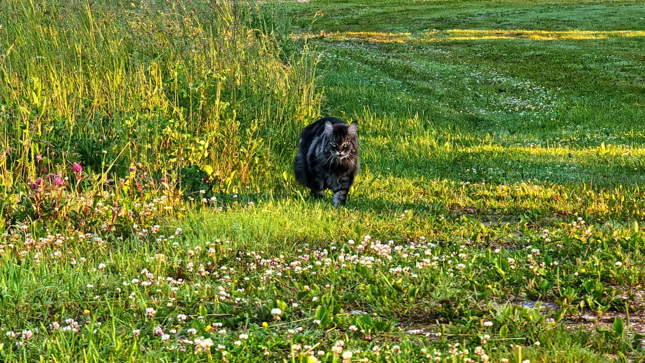 A beautiful long-haired domestic cat, a Maine Coon, slowly walks through a field of green grass and clover while meowing during a warm and beautiful golden hour sunset in the Latvian countryside