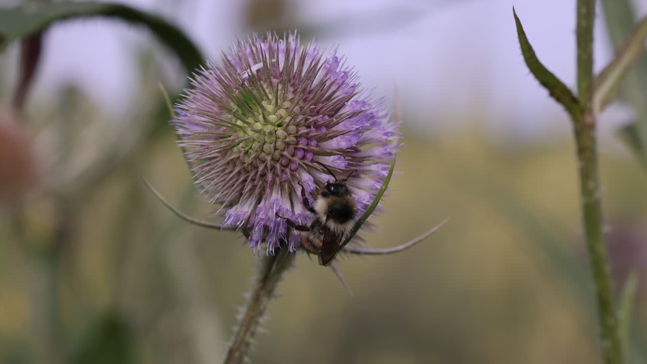 fotografía de cerca de un abejorro en una flor púrpura recolectando polen y néctar