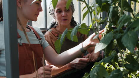 Jardineros-Trabajando-En-El-Interior