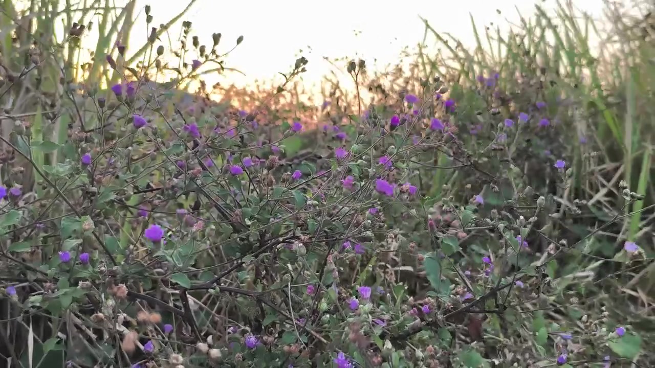 Piccoli fiori selvatici viola che ondeggiano nella brezza al tramonto