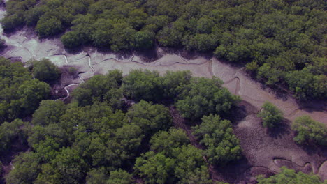 Luftaufnahme-Des-Mangrovenwaldes-Mit-Trockenem-See,-Sonnenlichtreflexionen-Im-Wasser