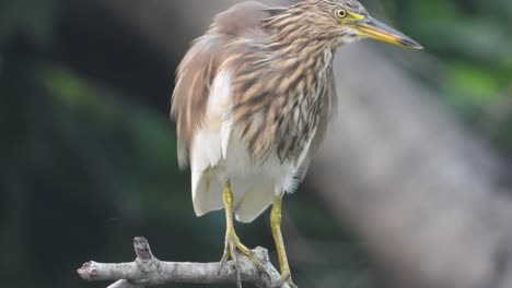 egret in tree and chilling .