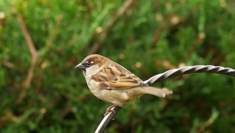 Ein-Haussperling-Sucht-Nach-Nahrung,-Während-Er-Auf-Einem-Eisenbalken-Sitzt,-Der-Teil-Eines-Vogelhäuschens-Ist