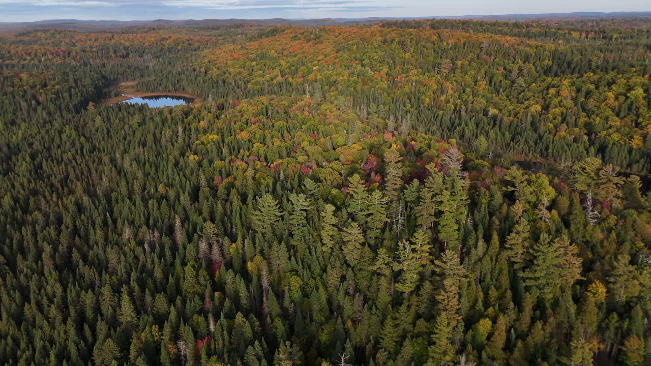 Aerial drone view of an untouched virgin forest during autumn sunset in Mauricie, Quebec, Canada. Warm light highlights the vibrant natural landscape
