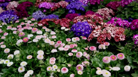 un campo de coloridas flores de invierno florece muy bien en el invierno de chiang mai